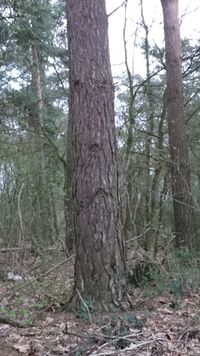 Entdeckung im Wald